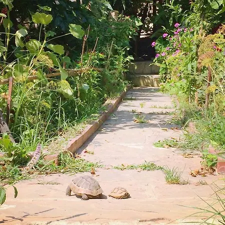 Tas 시데